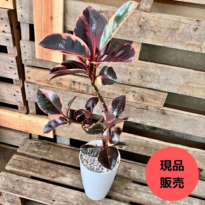 観葉植物現品販売