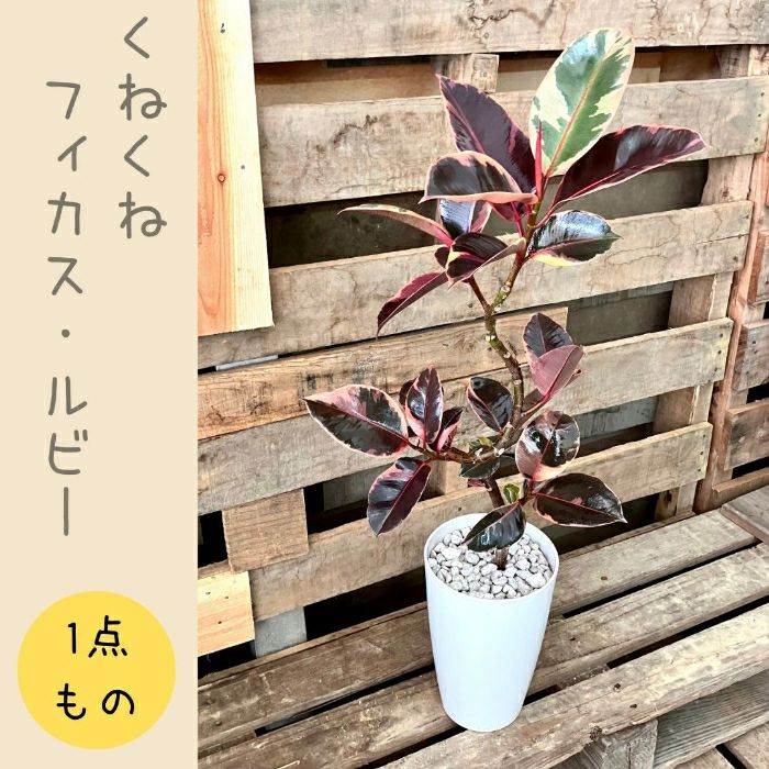 観葉植物現品販売