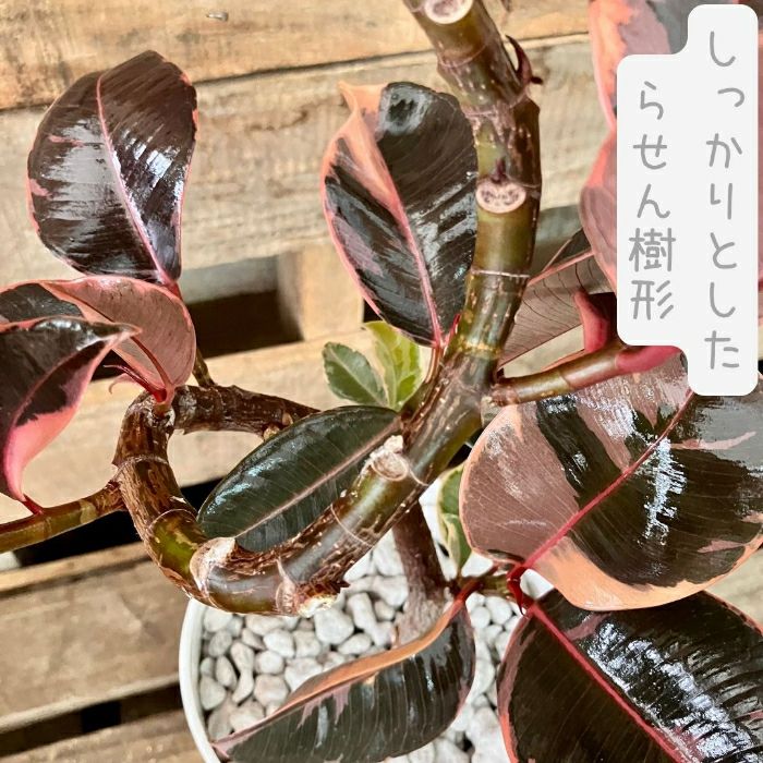 観葉植物現品販売