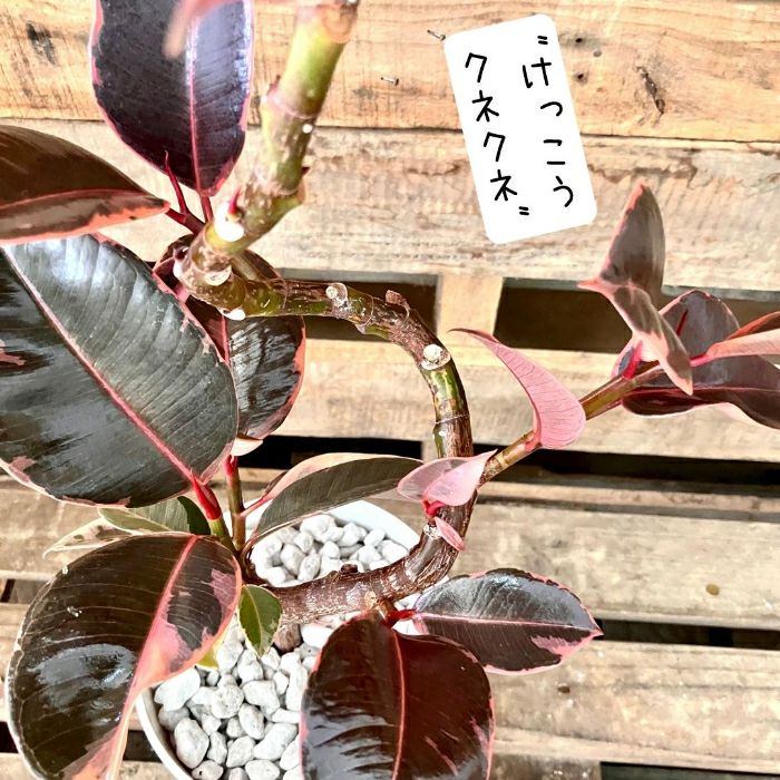 観葉植物現品販売