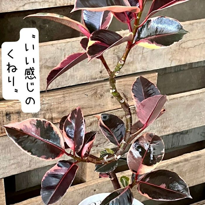 観葉植物現品販売