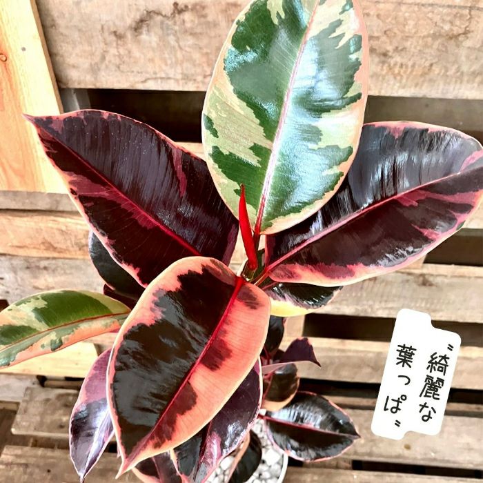 観葉植物現品販売