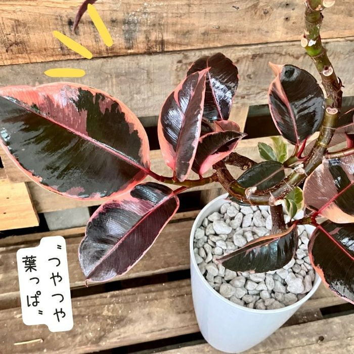 観葉植物現品販売