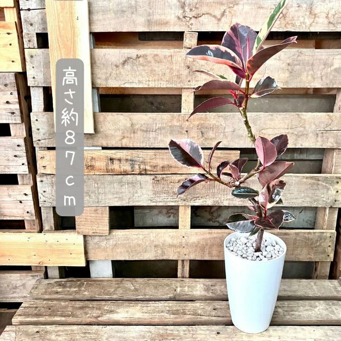 観葉植物現品販売