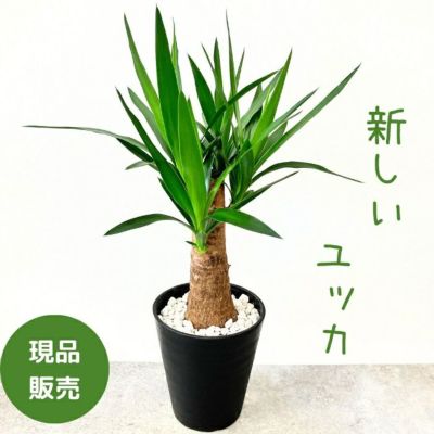 ユッカ (青年の木) 通販 【観葉植物の専門店 彩植健美】 ユッカ (青年の木) 通販 【観葉植物の専門店 彩植健美】