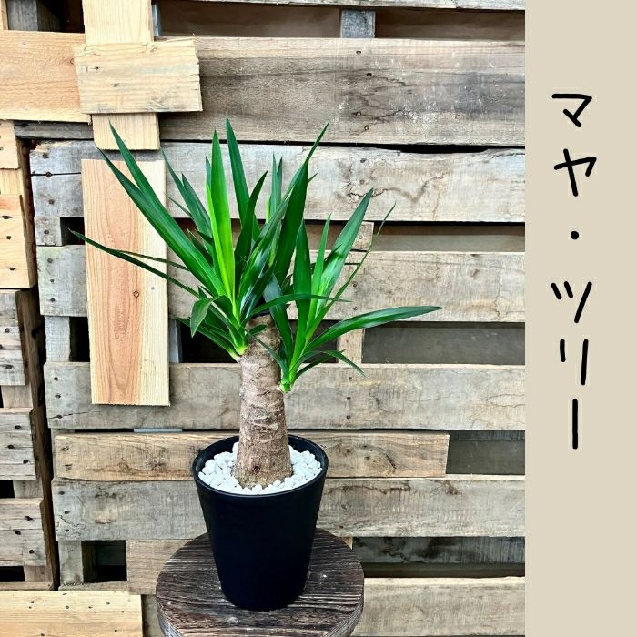 観葉植物現品販売