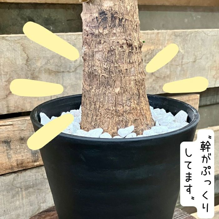 観葉植物現品販売