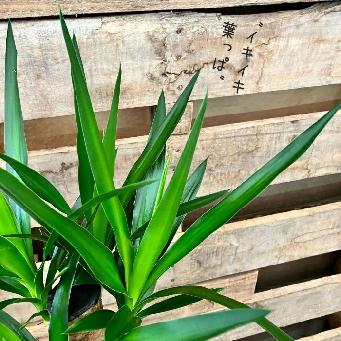 観葉植物現品販売