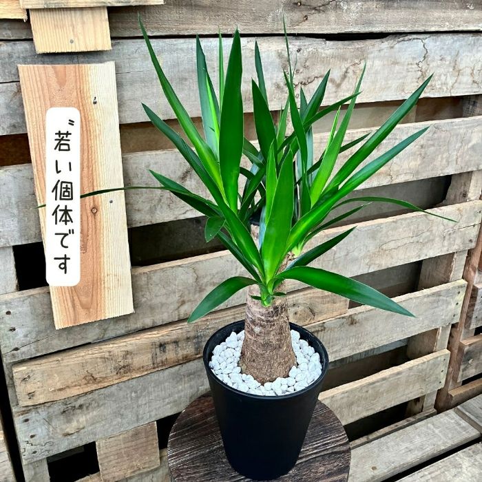 観葉植物現品販売