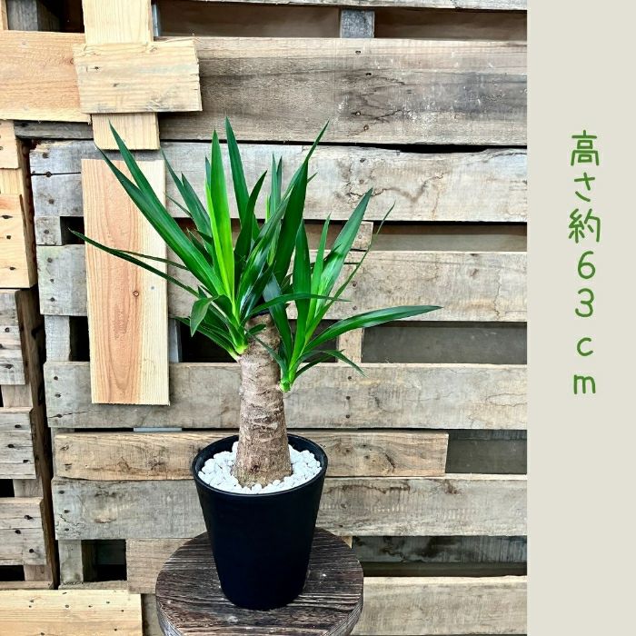 観葉植物現品販売