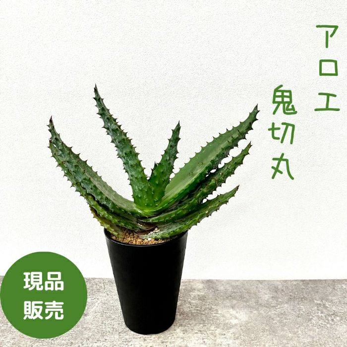観葉植物現品販売