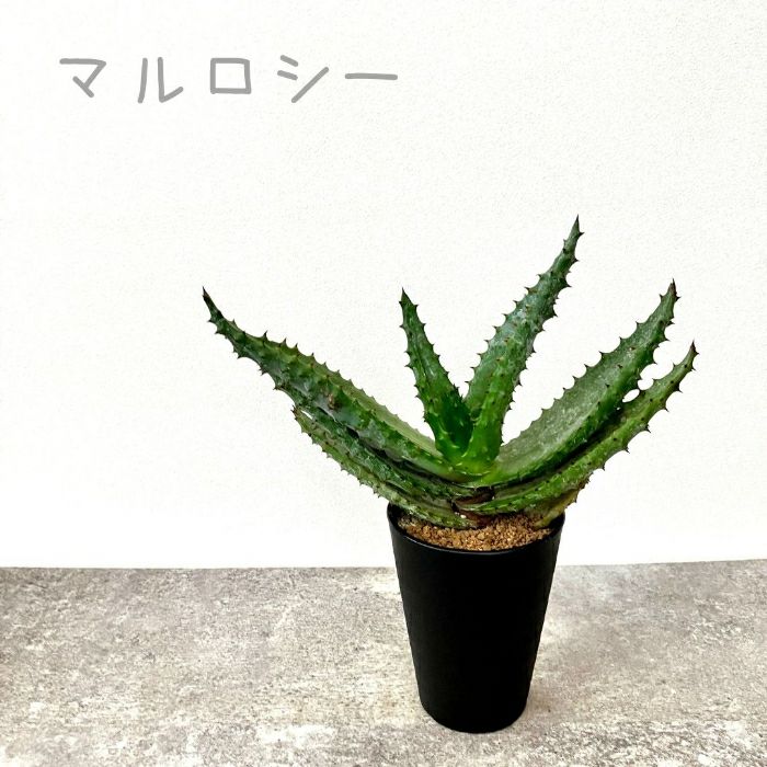 観葉植物現品販売