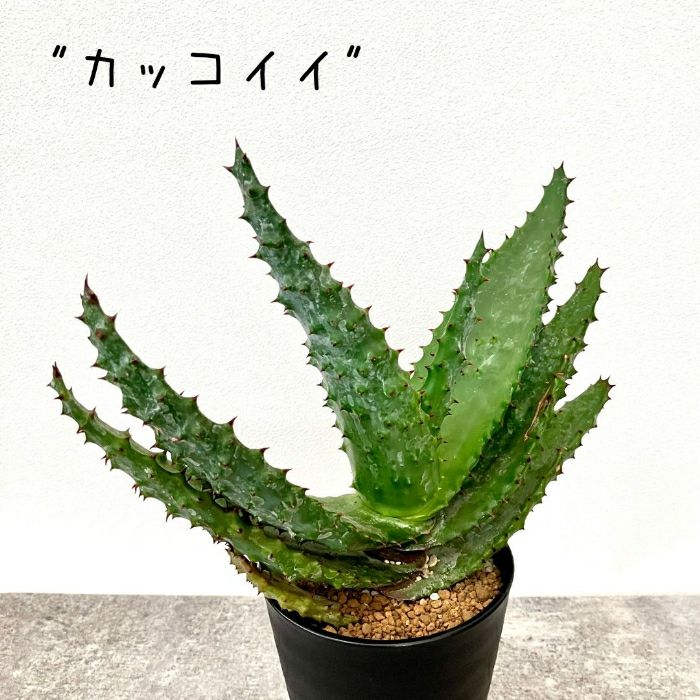 観葉植物現品販売