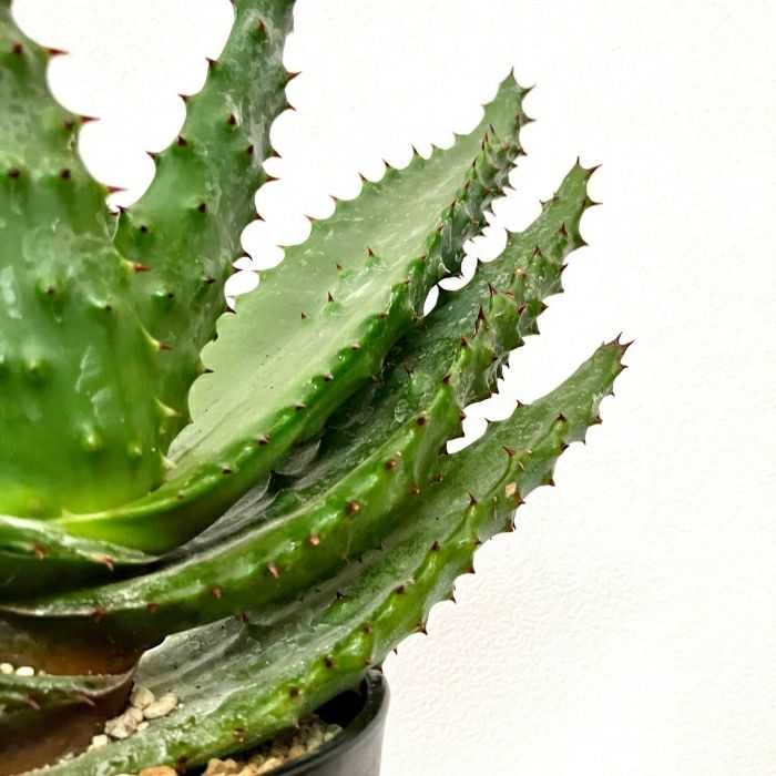 観葉植物現品販売