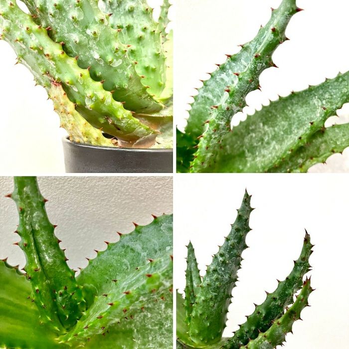 観葉植物現品販売