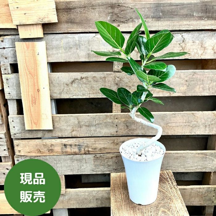 観葉植物現品販売