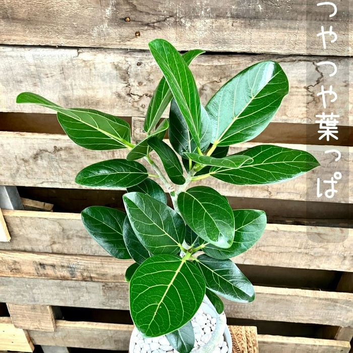 観葉植物現品販売