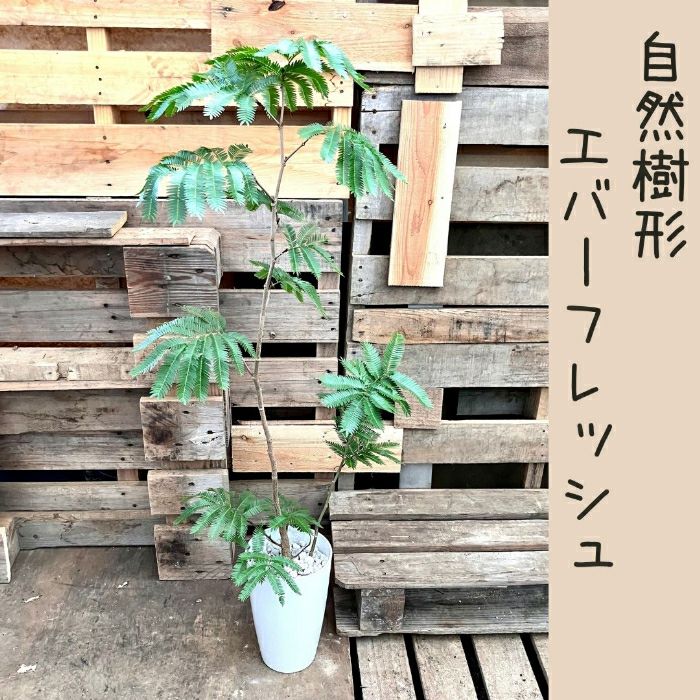 観葉植物現品販売