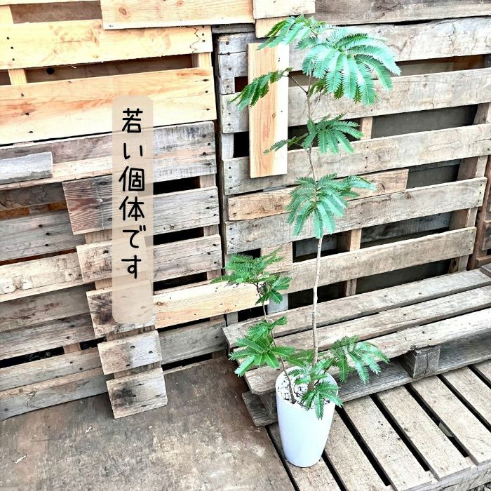 観葉植物現品販売