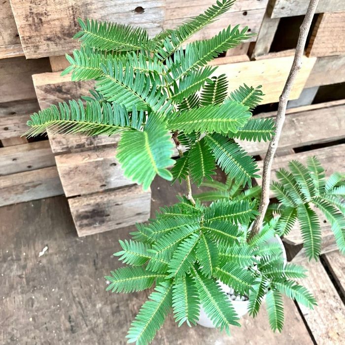 観葉植物現品販売