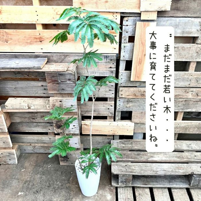 観葉植物現品販売