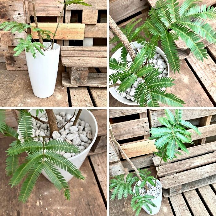 観葉植物現品販売