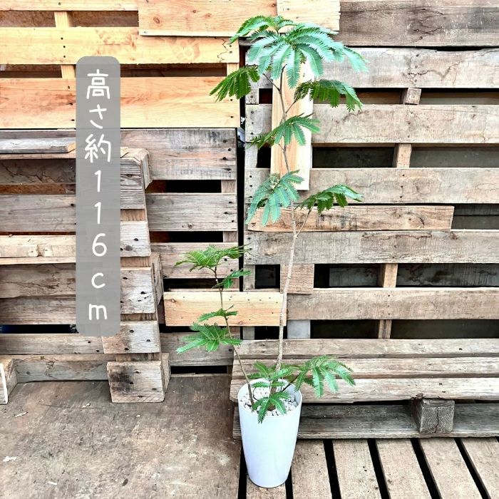 観葉植物現品販売