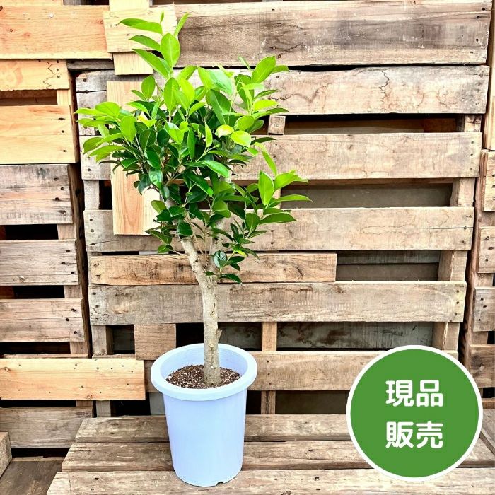 観葉植物現品販売