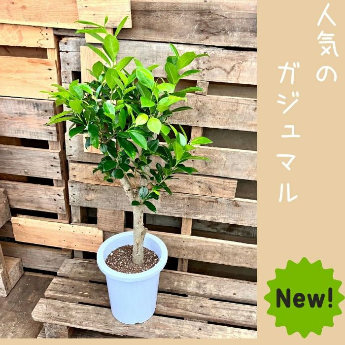 観葉植物現品販売