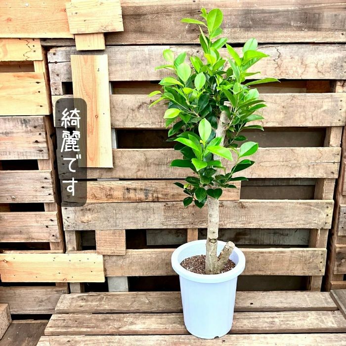 観葉植物現品販売