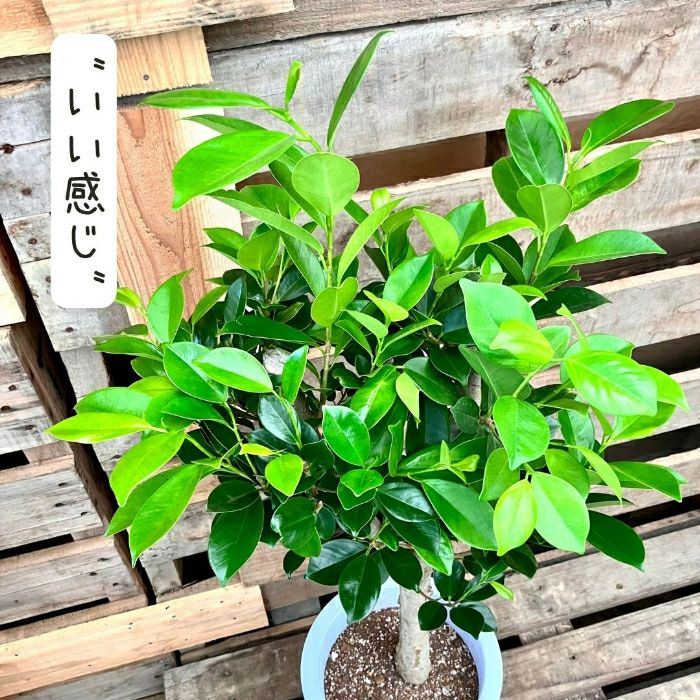 観葉植物現品販売