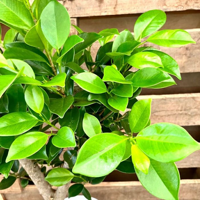 観葉植物現品販売