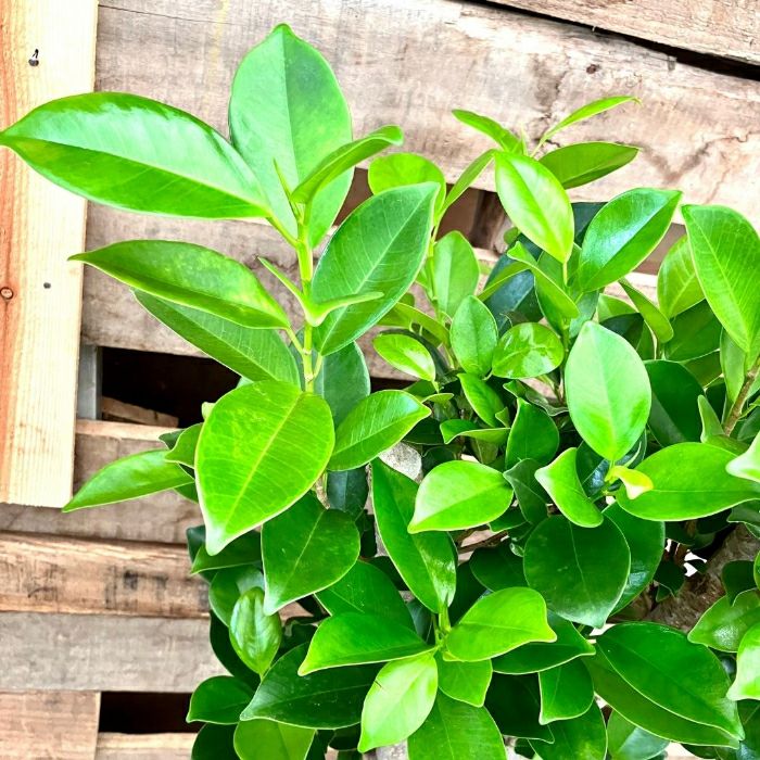 観葉植物現品販売