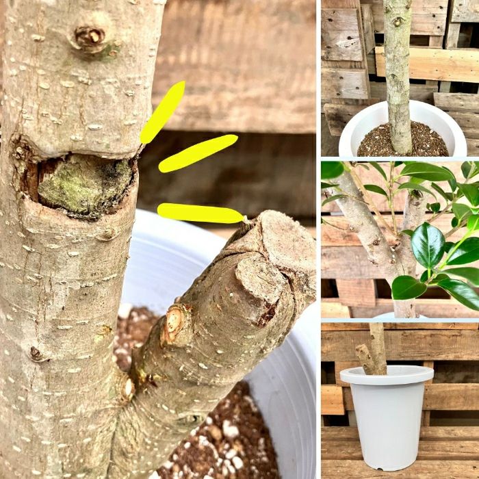 観葉植物現品販売