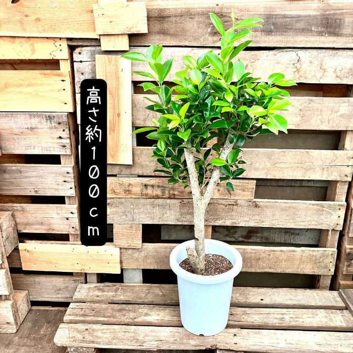 観葉植物現品販売