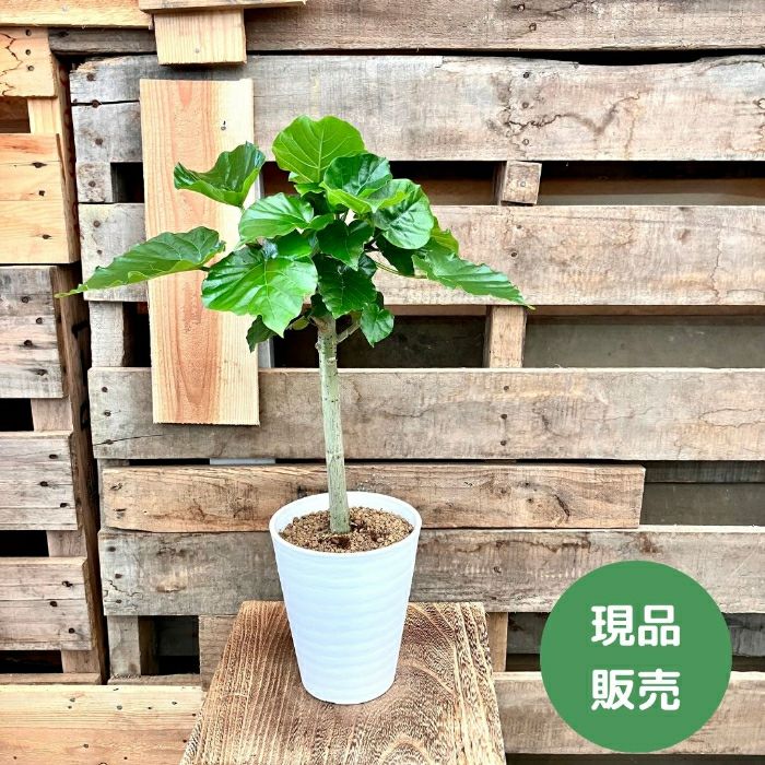 観葉植物現品販売
