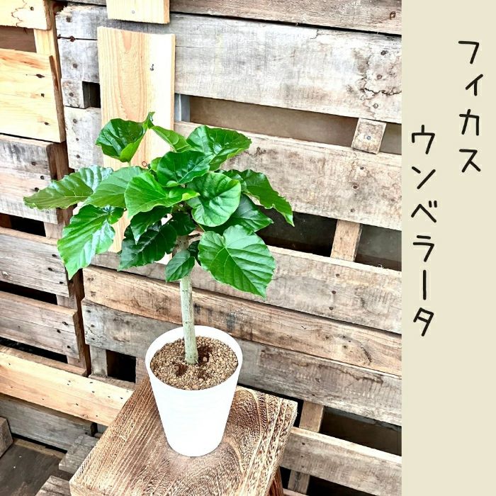 観葉植物現品販売