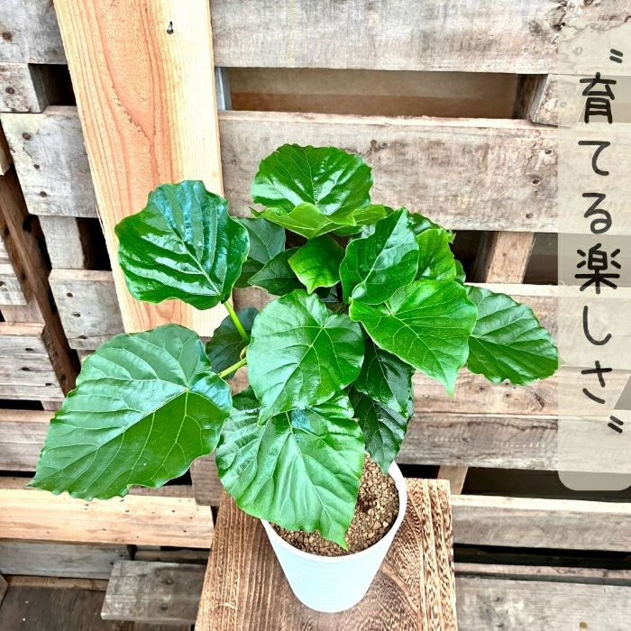 観葉植物現品販売