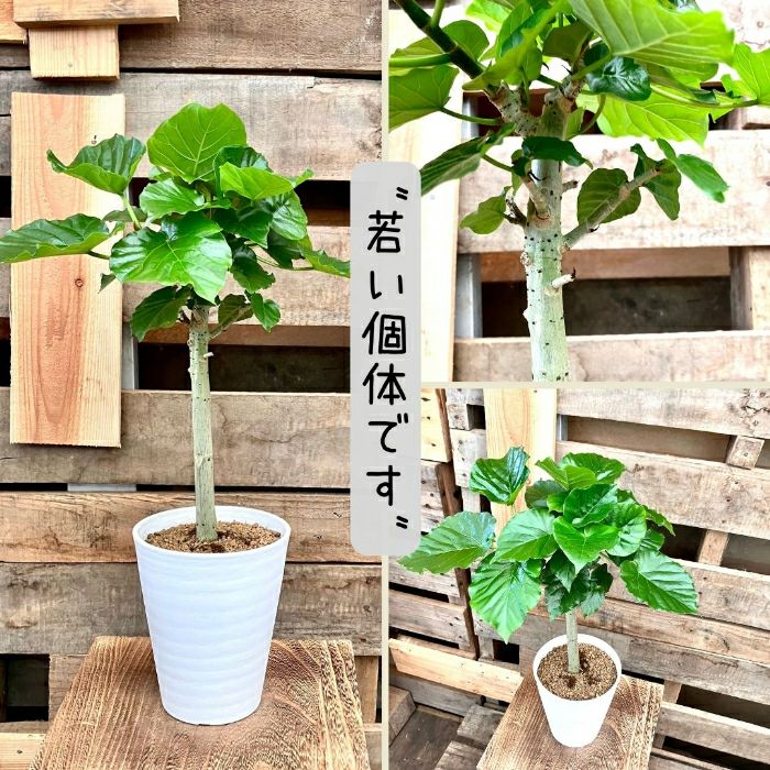 観葉植物現品販売