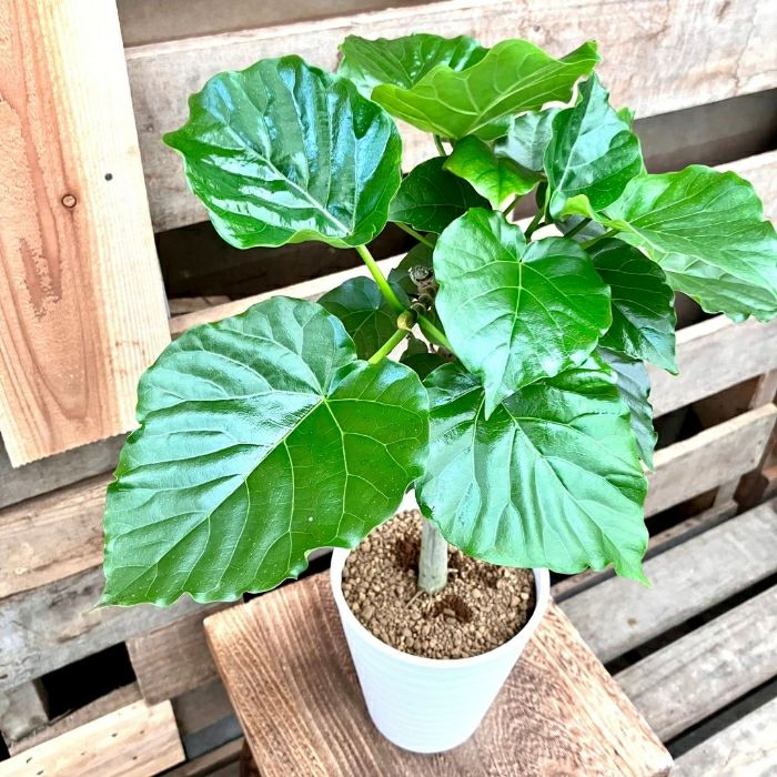 観葉植物現品販売