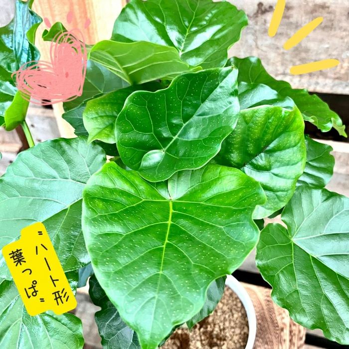 観葉植物現品販売