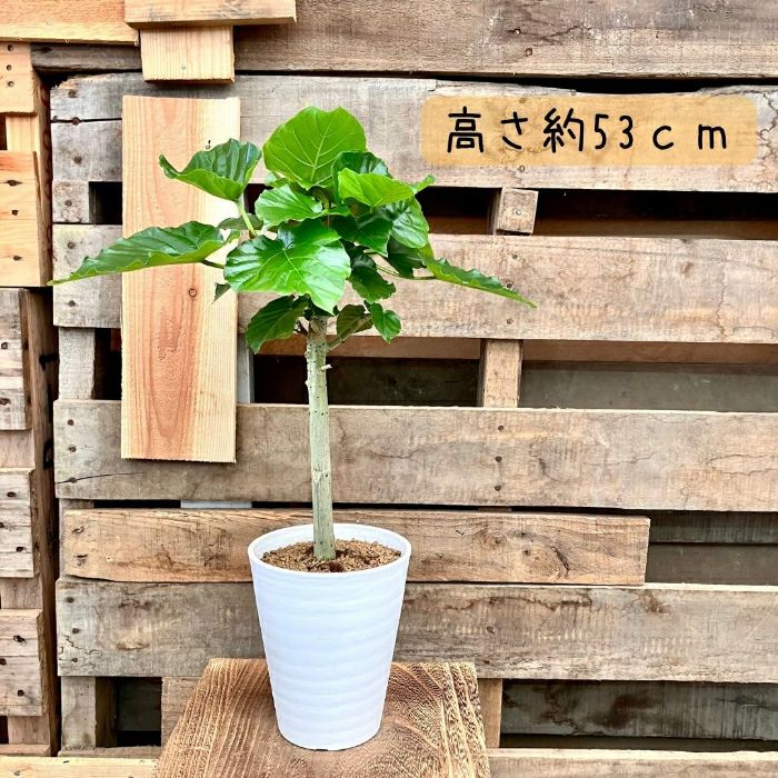 観葉植物現品販売