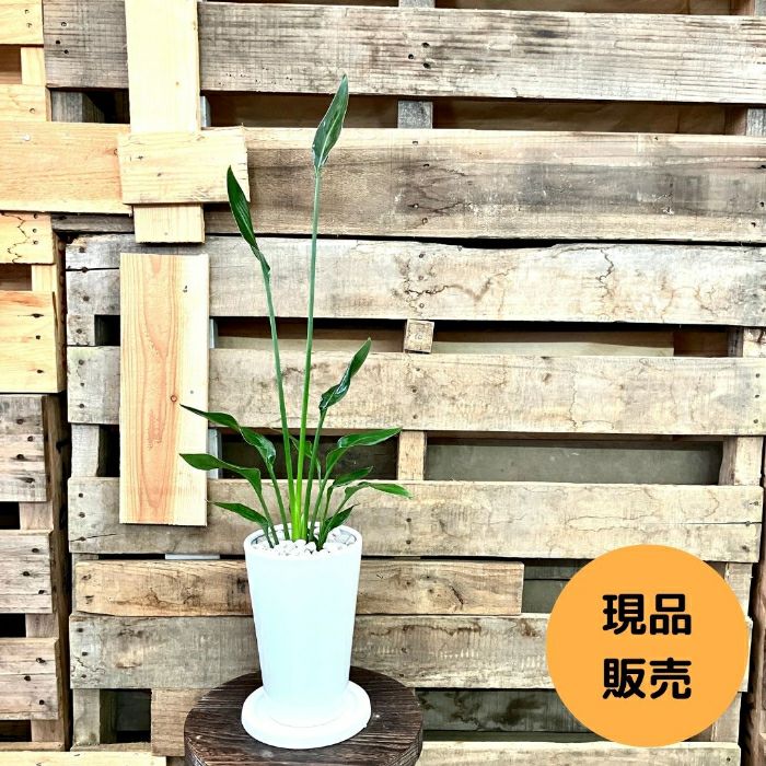 観葉植物現品販売