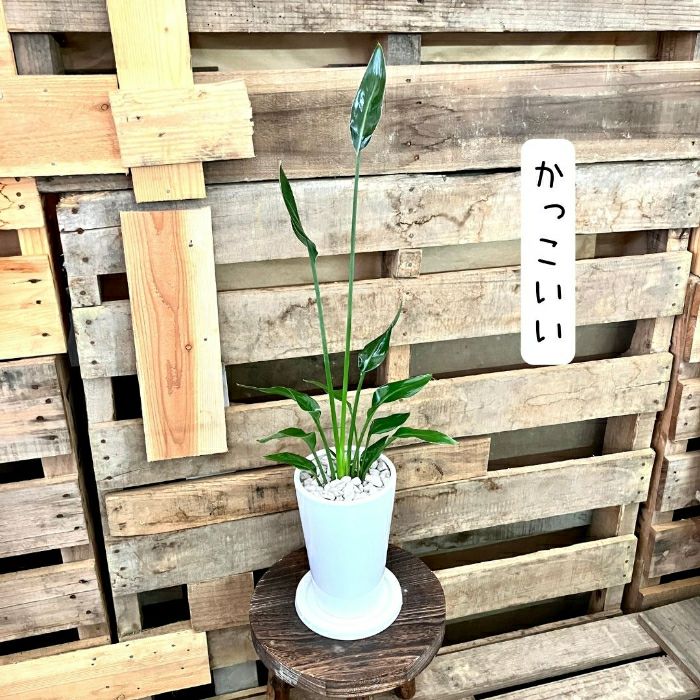 観葉植物現品販売