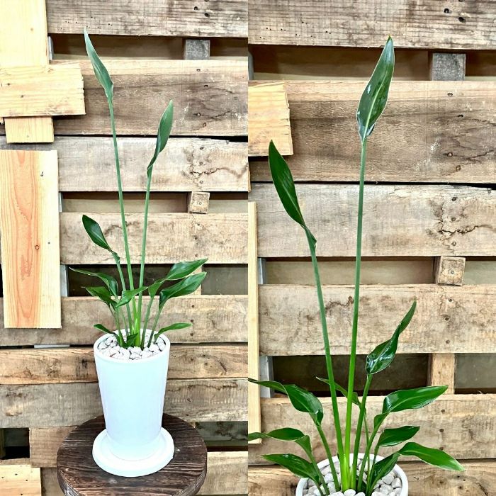 観葉植物現品販売