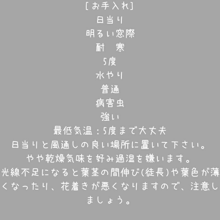 観葉植物現品販売