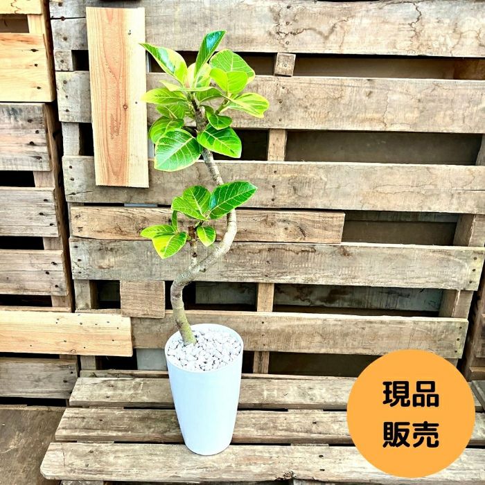 観葉植物現品販売