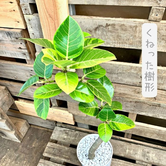 観葉植物現品販売