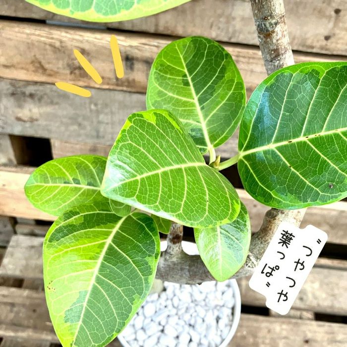 観葉植物現品販売