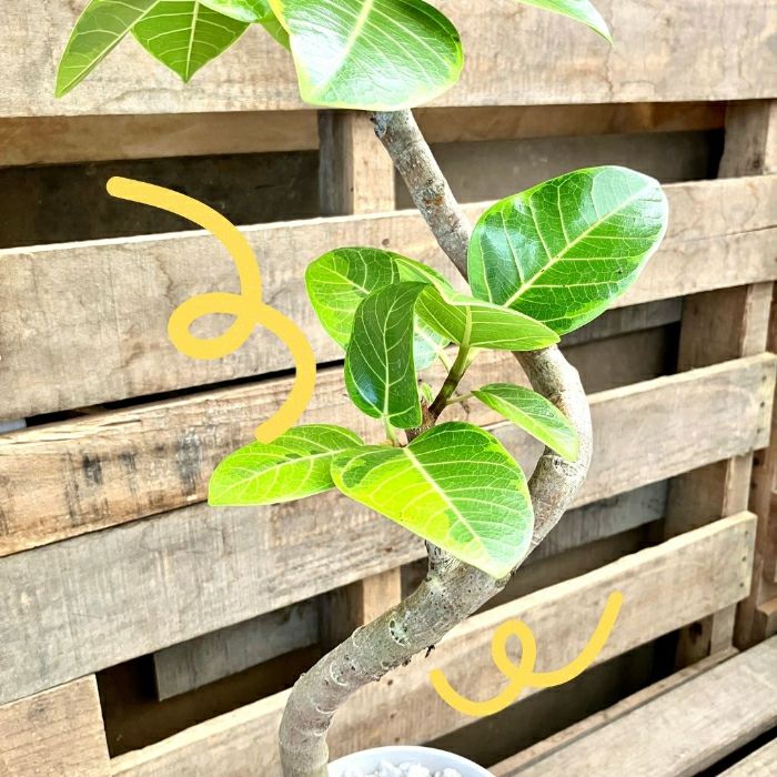 観葉植物現品販売